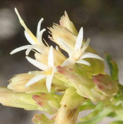 Pteronia teretifolia, photographed by Nicola van Berkel