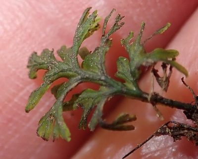 Crepidomanes melanotrichum, photographed by Nicola van Berkel