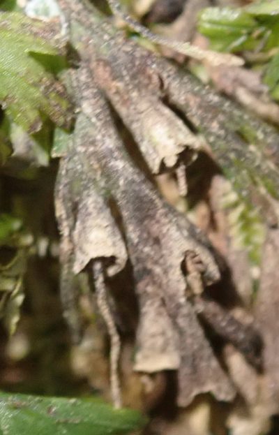 Crepidomanes melanotrichum, photographed by Nicola van Berkel