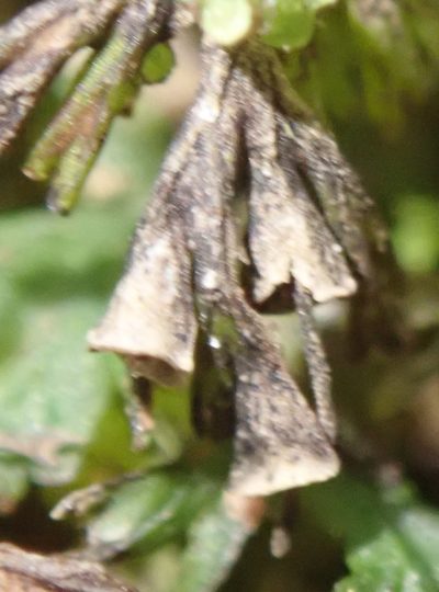 Crepidomanes melanotrichum, photographed by Nicola van Berkel