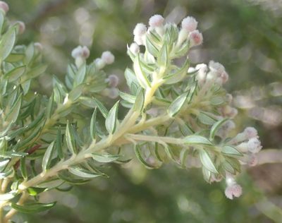 Phylica pinea, photographed by Nicola van Berkel