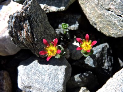Saxifraga biflora, photographed by Karsten Rohweder