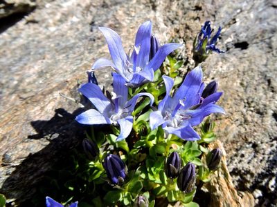 Campanula cenisia, photographed by Karsten Rohweder