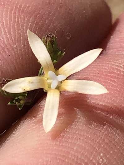 Wahlenbergia neorigida, photographed by Dave U