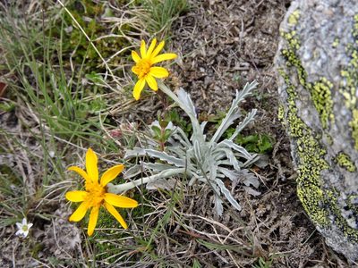 Jacobaea uniflora, photographed by Karsten Rohweder