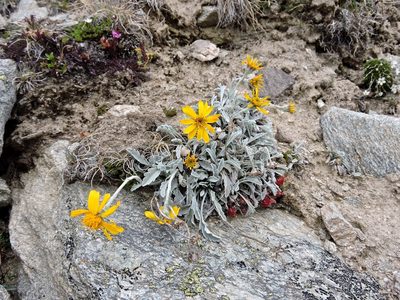 Jacobaea uniflora, photographed by Karsten Rohweder