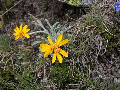 Jacobaea uniflora, photographed by Karsten Rohweder