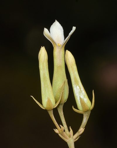 Kalanchoe bhidei, photographed by S.MORE