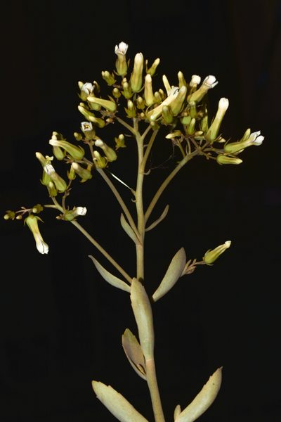 Kalanchoe bhidei, photographed by S.MORE