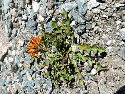 Taraxacum pacheri, photographed by Karsten Rohweder