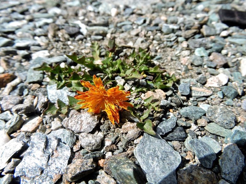 Taraxacum pacheri, photographed by Karsten Rohweder