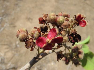 Curatella americana, photographed by Alexis López Hernández