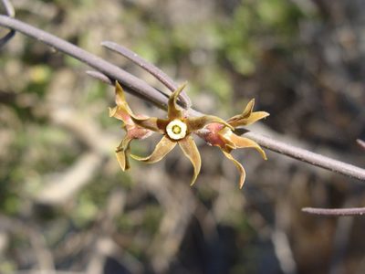Funastrum peninsulare, photographed by Alexis López Hernández
