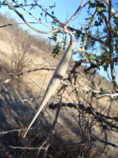 Funastrum peninsulare, photographed by Alexis López Hernández