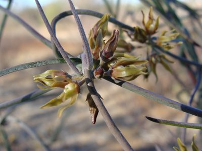 Funastrum peninsulare, photographed by Alexis López Hernández