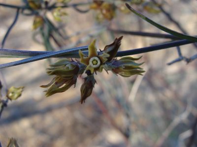 Funastrum peninsulare, photographed by Alexis López Hernández