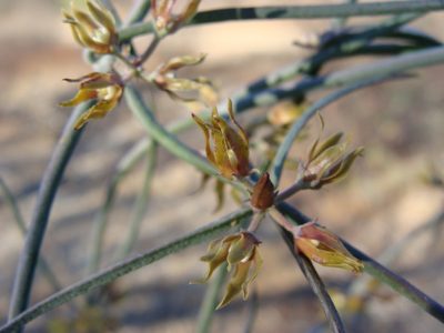 Funastrum peninsulare, photographed by Alexis López Hernández