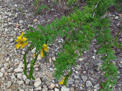 Senna polyphylla, photographed by Annika Lindqvist