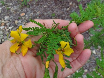 Senna polyphylla, photographed by Annika Lindqvist