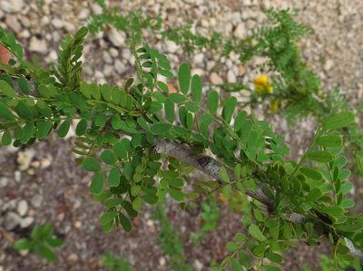 Senna polyphylla, photographed by Annika Lindqvist