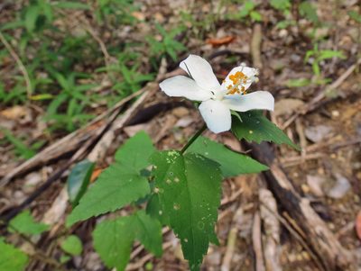 Hibiscus phoeniceus, photographed by Annika Lindqvist