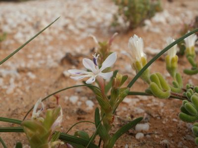 Lapeirousia angustifolia, photographed by marius