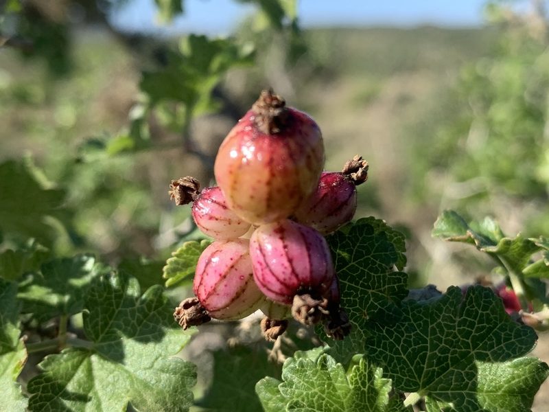 Ribes tortuosum, photographed by Jim Riley