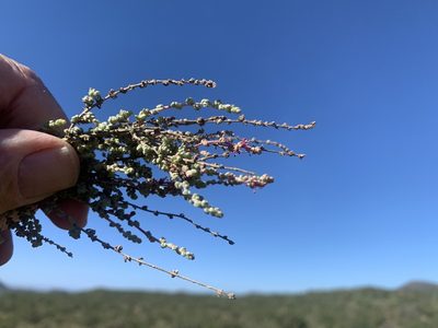 Atriplex julacea, photographed by Jim Riley