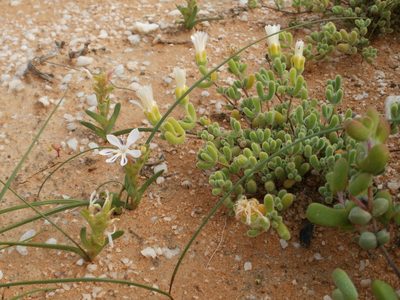 Lapeirousia angustifolia, photographed by marius