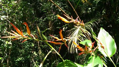 Canna paniculata, photographed by marisnocatpiss