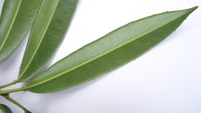 Sapium glandulosum, photographed by russiannaturalistbrazil