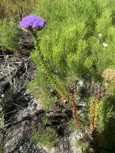 Pseudoselago pulchra, photographed by Matthew Fainman