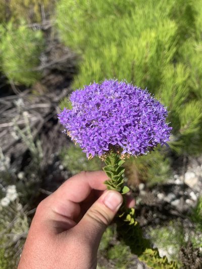 Pseudoselago pulchra, photographed by Matthew Fainman