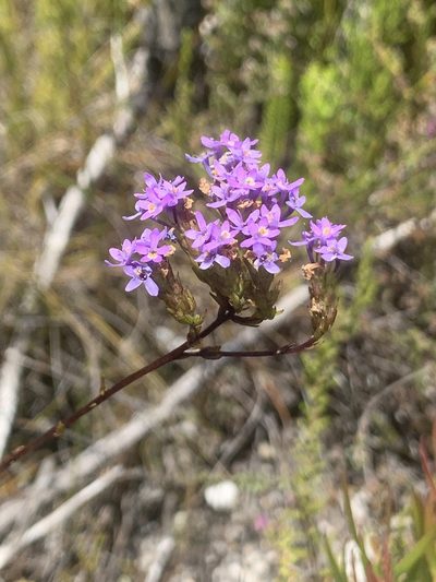 Pseudoselago verbenacea, photographed by Matthew Fainman
