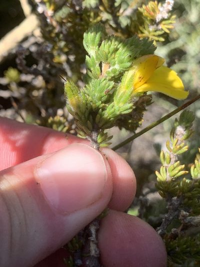 Aspalathus linguiloba, photographed by Matthew Fainman