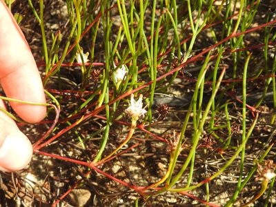 Serruria flagellifolia, photographed by Matthew Fainman