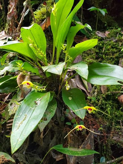 Scaphosepalum grande, photographed by Laura Gaudette