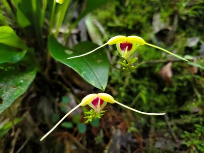 Scaphosepalum grande, photographed by Laura Gaudette