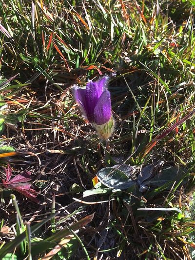 Pulsatilla halleri, photographed by Karsten Rohweder