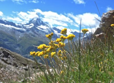 Artemisia glacialis, photographed by Karsten Rohweder