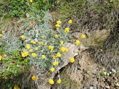 Artemisia glacialis, photographed by Karsten Rohweder
