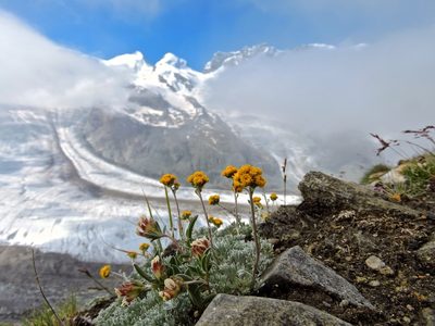 Artemisia glacialis, photographed by Karsten Rohweder