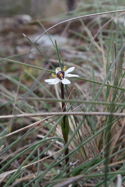 Wurmbea uniflora, photographed by Cowirrie