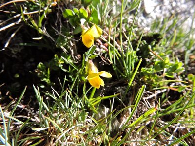 Androsace vitaliana, photographed by Karsten Rohweder