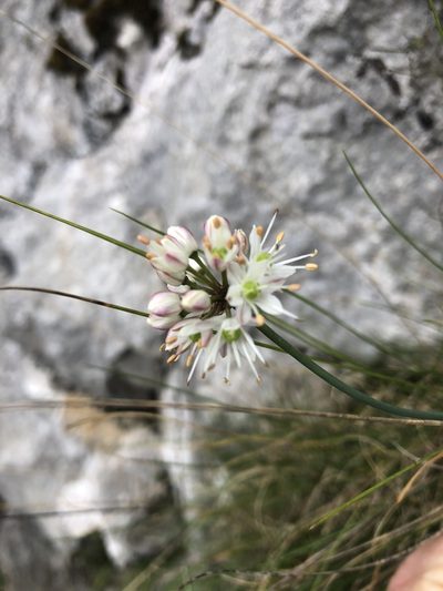 Allium ericetorum, photographed by William Stephens