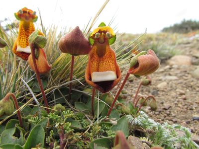 Calceolaria uniflora, photographed by Matias Cabezas