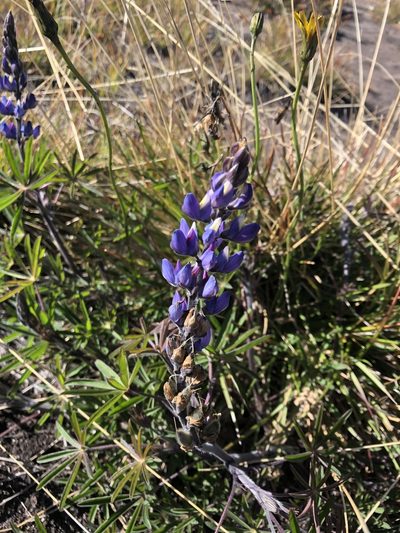 Lupinus costaricensis, photographed by Dan MacNeal