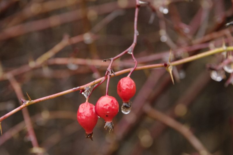 Rosa pisocarpa, photographed by Eric Knight