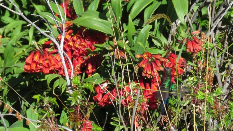 Bomarea hirsuta, photographed by Dan MacNeal