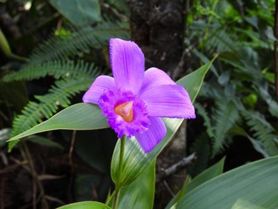 Sobralia macdougallii, photographed by Matteo Cassella